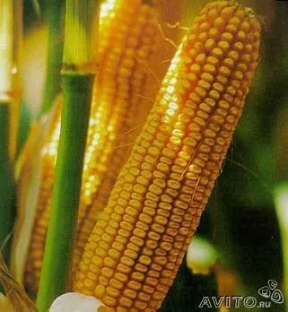  кукурузу в зерне в Нальчике