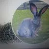 комбикорм для кроликов на откорме в Майском
